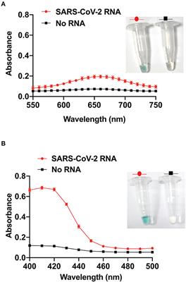 Visual Detection of SARS-CoV-2 RNA by Conventional PCR-Induced Generation of DNAzyme Sensor